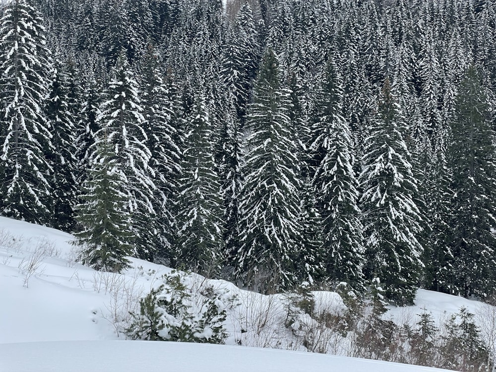 a snow covered forest with evergreen trees in the background