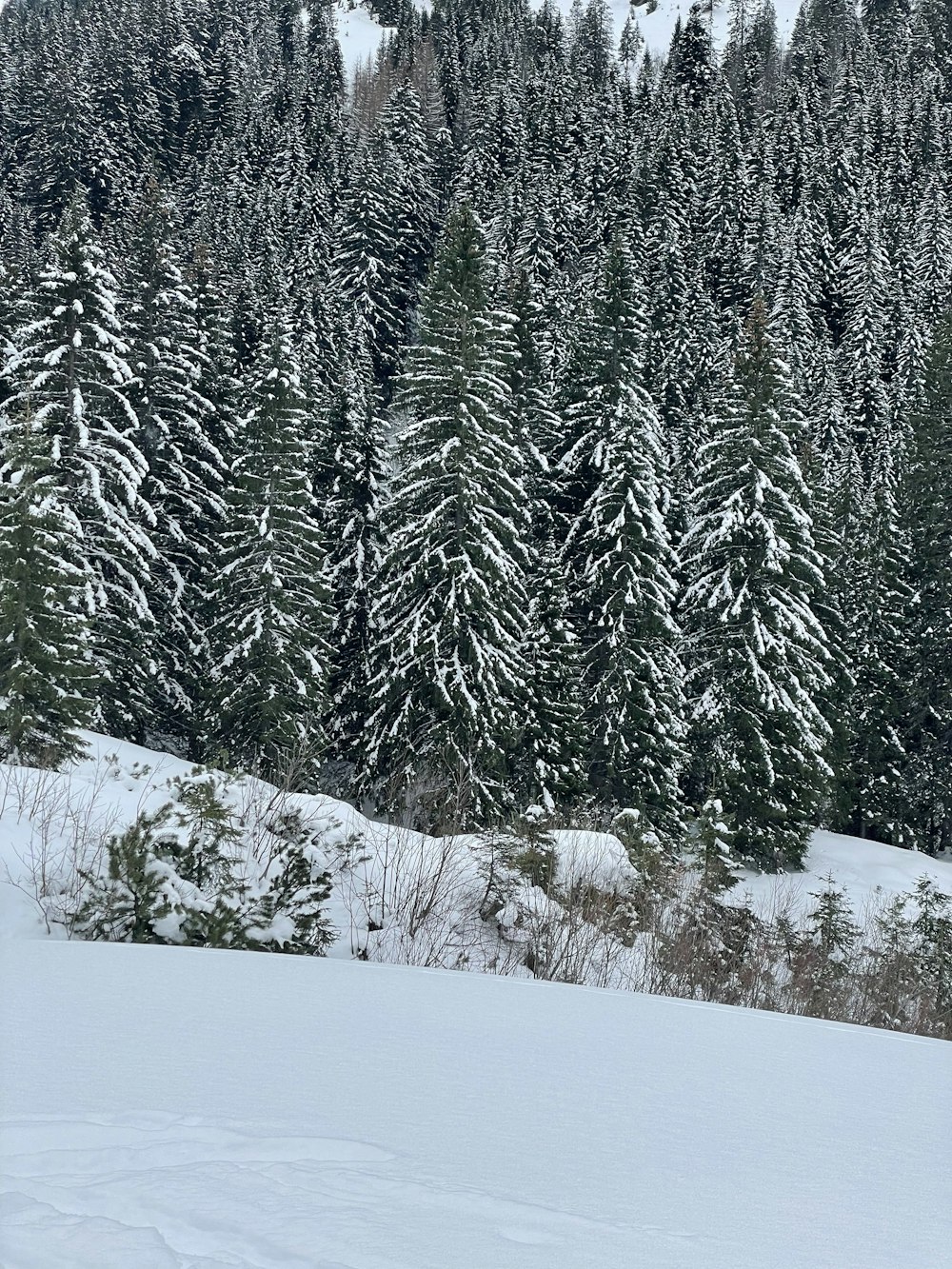 a person on skis in the snow in front of some trees