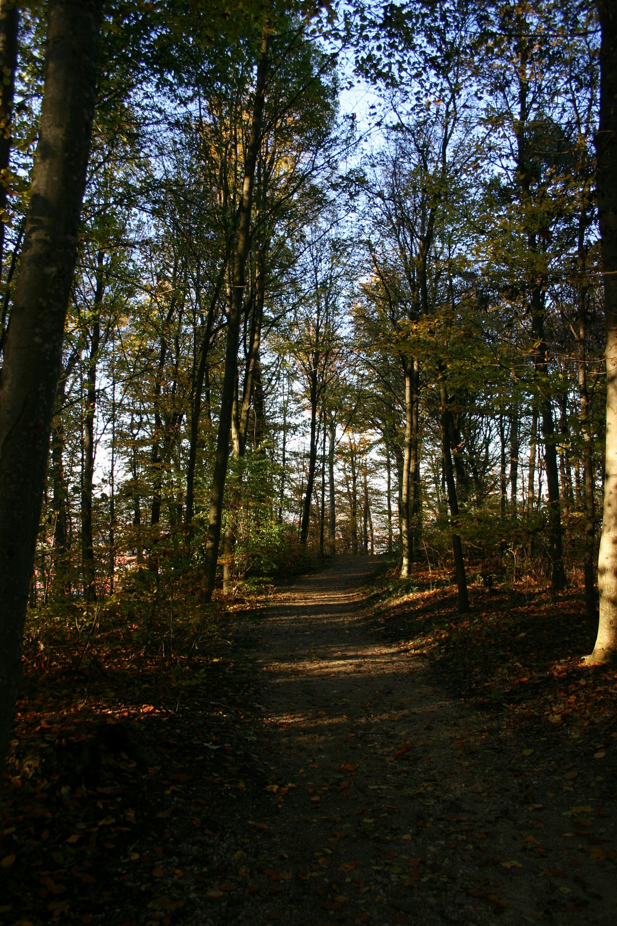 Photo by linusthecreator