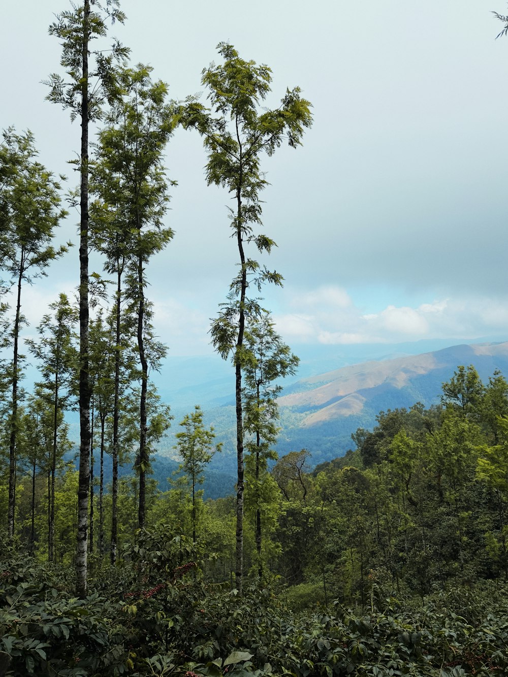 a forest filled with lots of tall trees