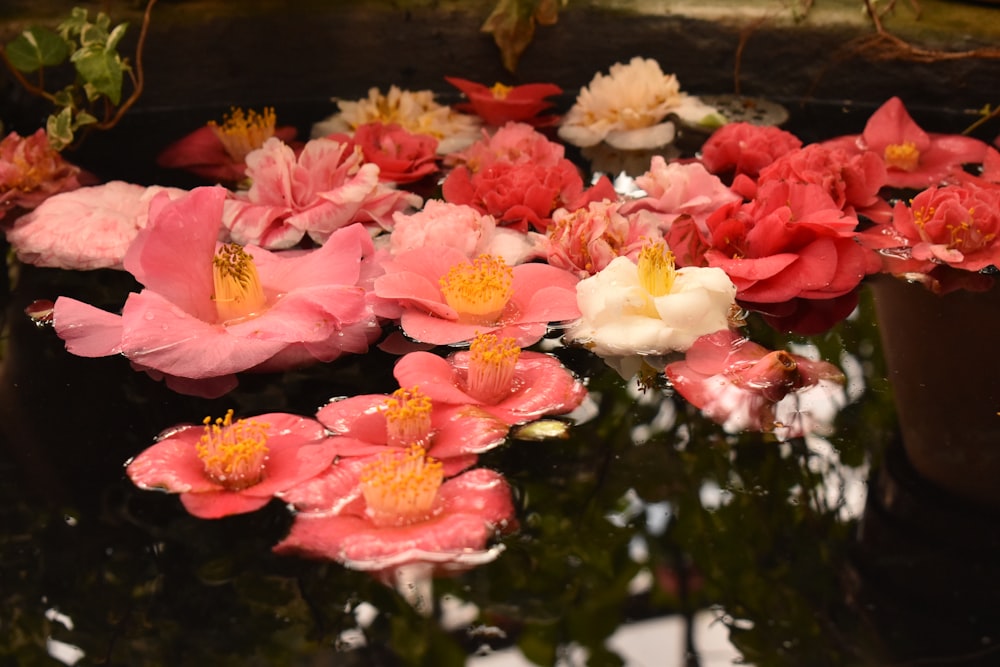 pink and white flowers floating in a pond of water