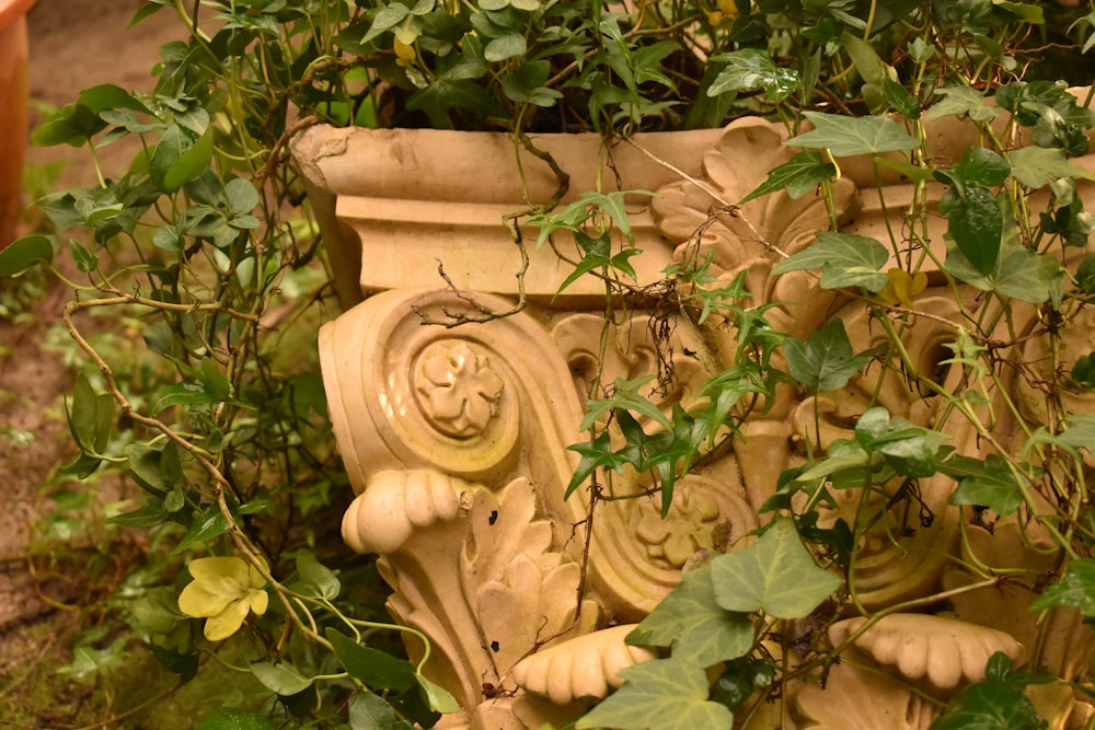 a close up of a planter with vines growing on it