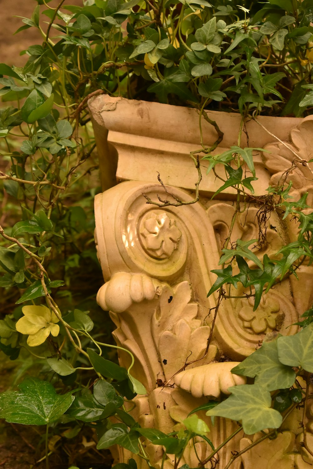 a close up of a planter with vines growing around it