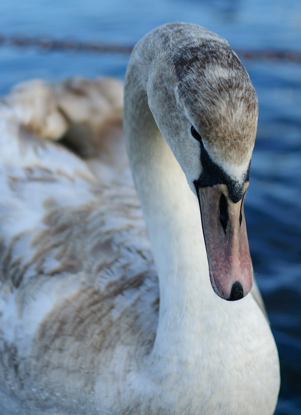 a close up of a swan on a body of water
