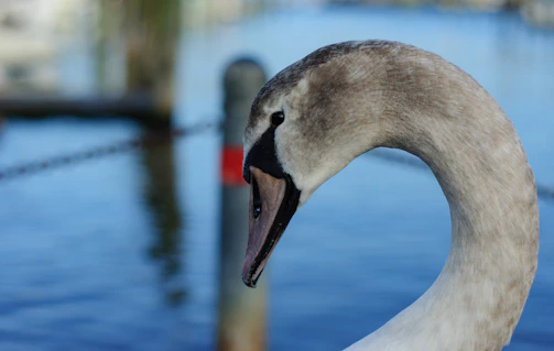 a close up of a swan near a body of water
