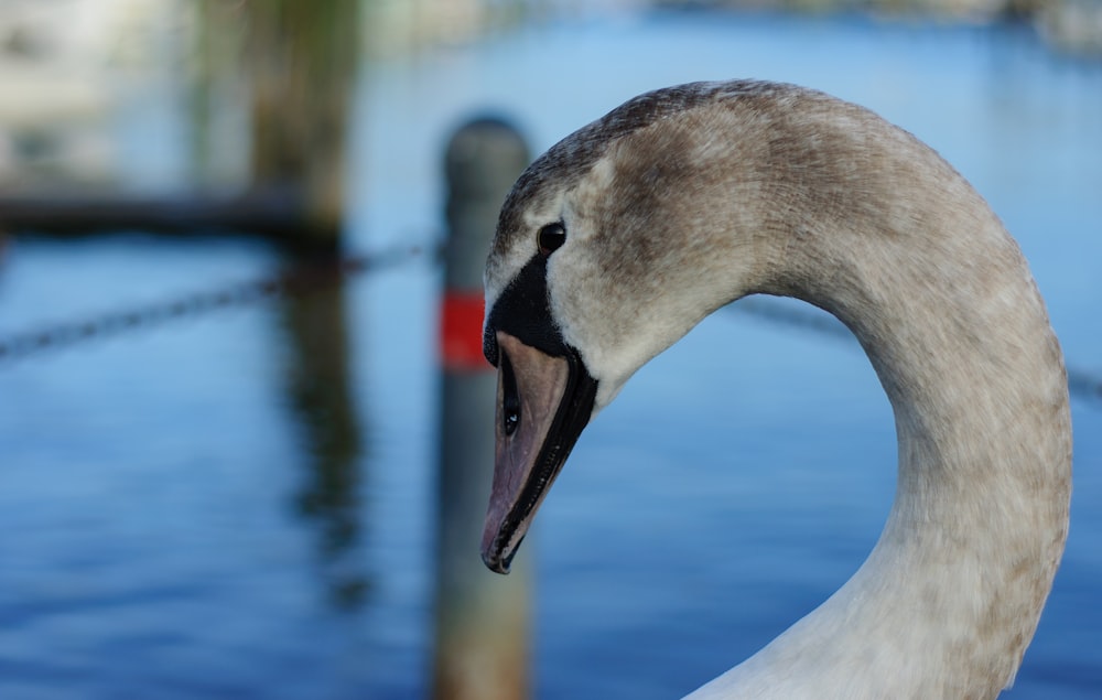 a close up of a swan near a body of water