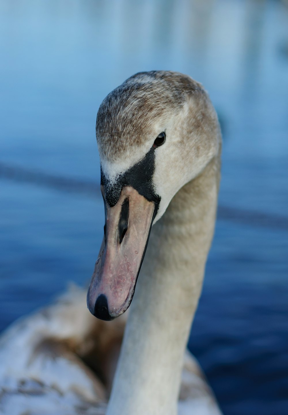 a close up of a swan on a body of water