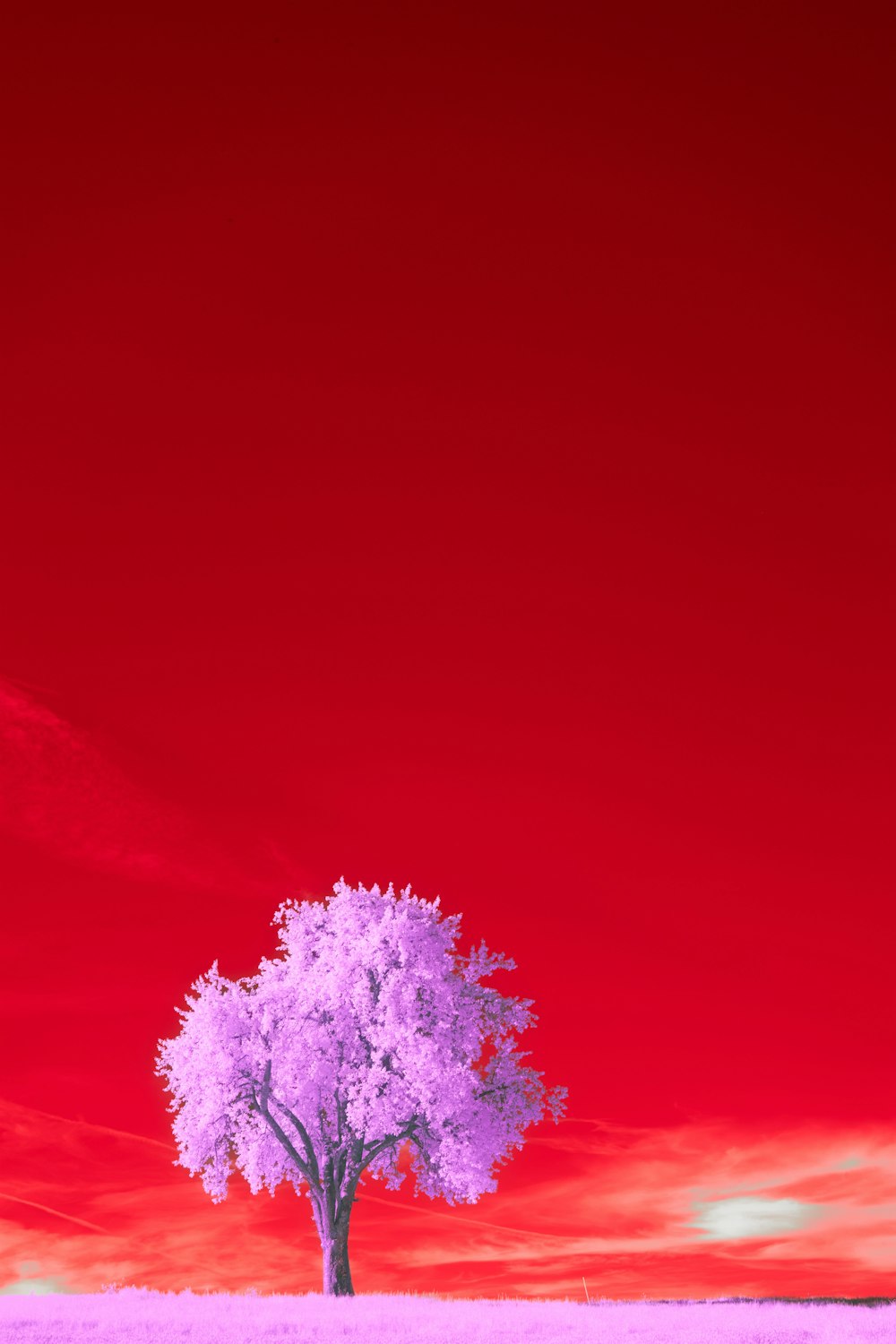 a tree in a field with a red sky in the background