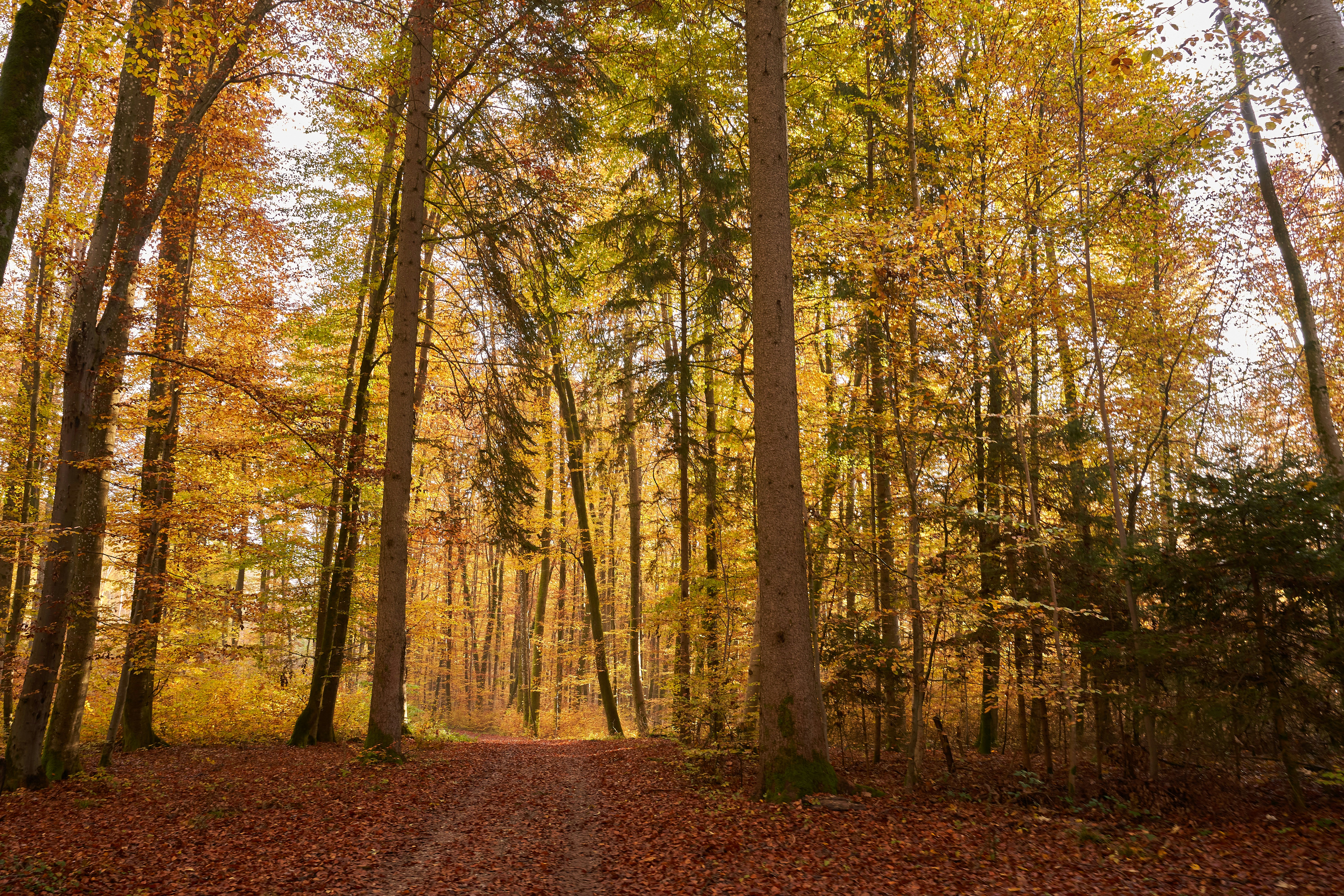 Photo by wolfgang_hasselmann