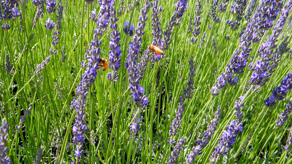 a field of lavender flowers with a bee in the middle