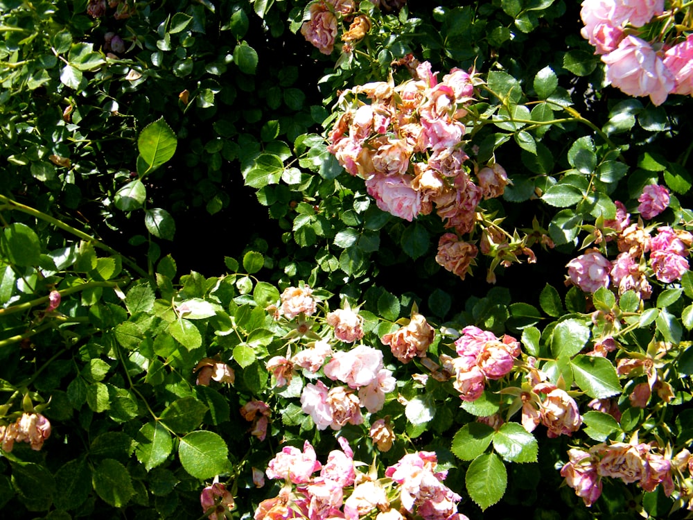 a bush of pink flowers with green leaves