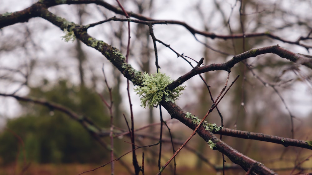 a close up of a tree with no leaves