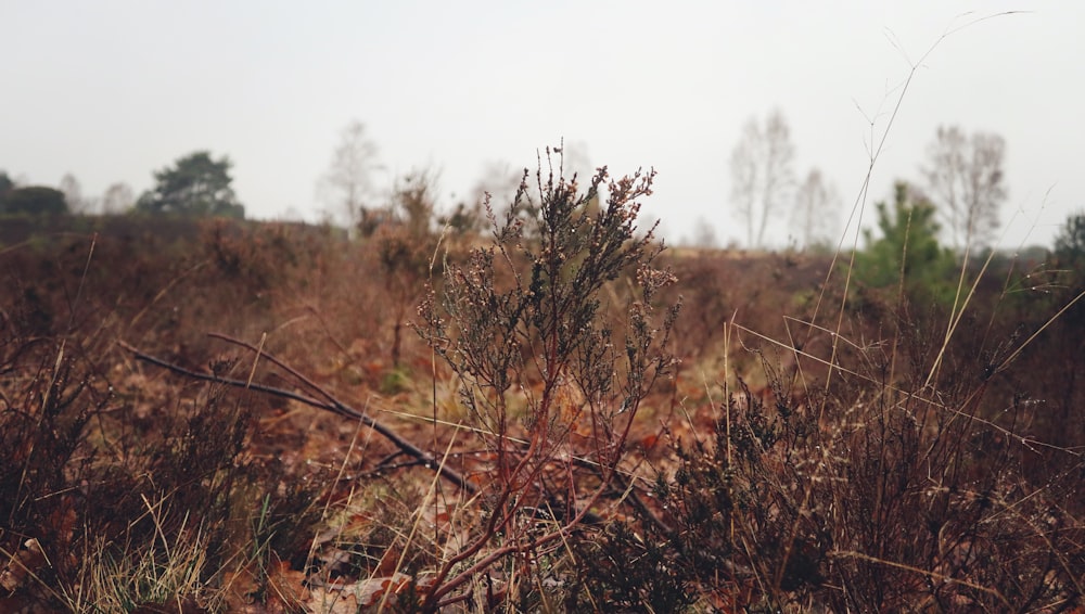 a field that has some plants in it