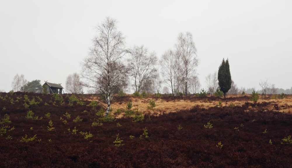 a grassy field with trees and a house in the distance