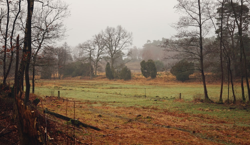 a field with trees and a fence in the foreground
