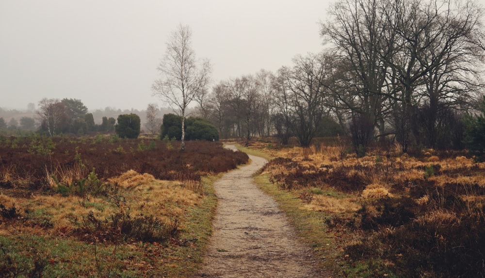 a path in the middle of a grassy field