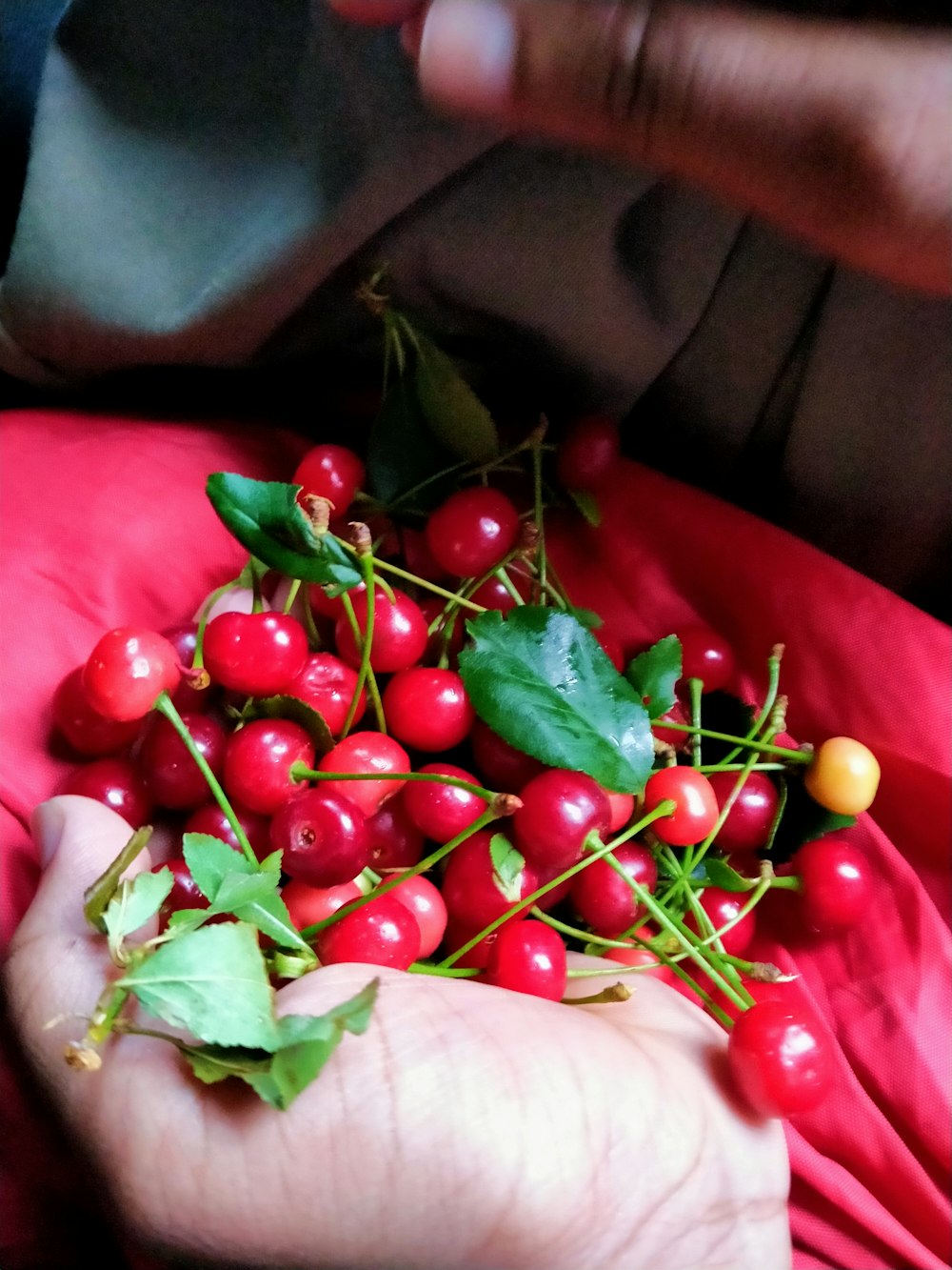 a person holding a bunch of cherries in their hands