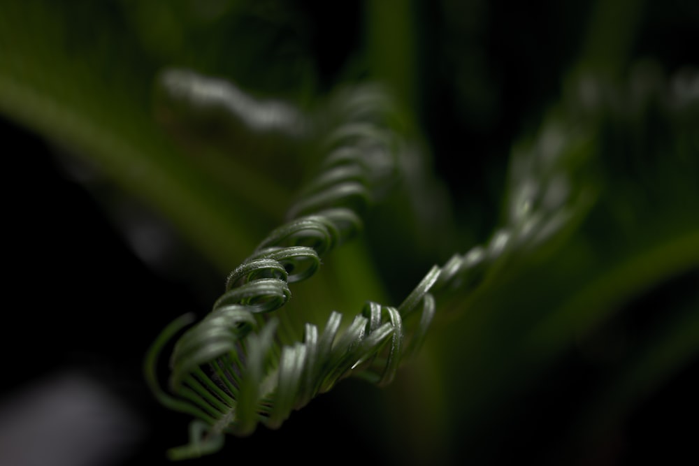 a close up of a green plant with a black background