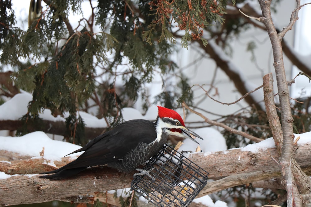 a bird with a red head sitting on a tree branch