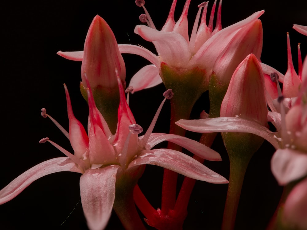 a group of pink flowers with water droplets on them