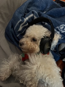A fluffy, white dog is lying down wrapped in a dark blue blanket with geometric patterns. The dog is wearing large black headphones over its ears, giving a relaxed and content appearance.