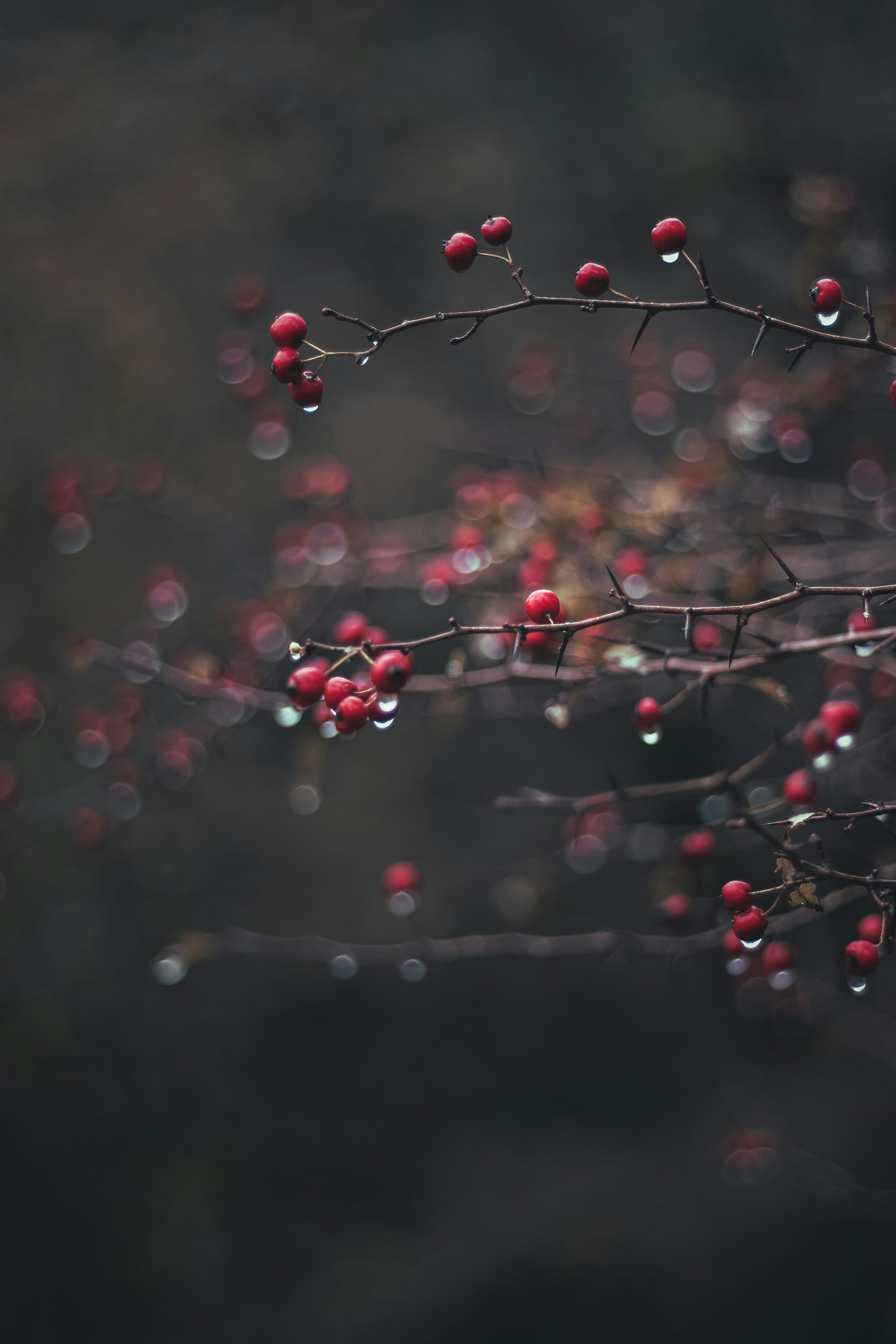 Photo by mahdibafande