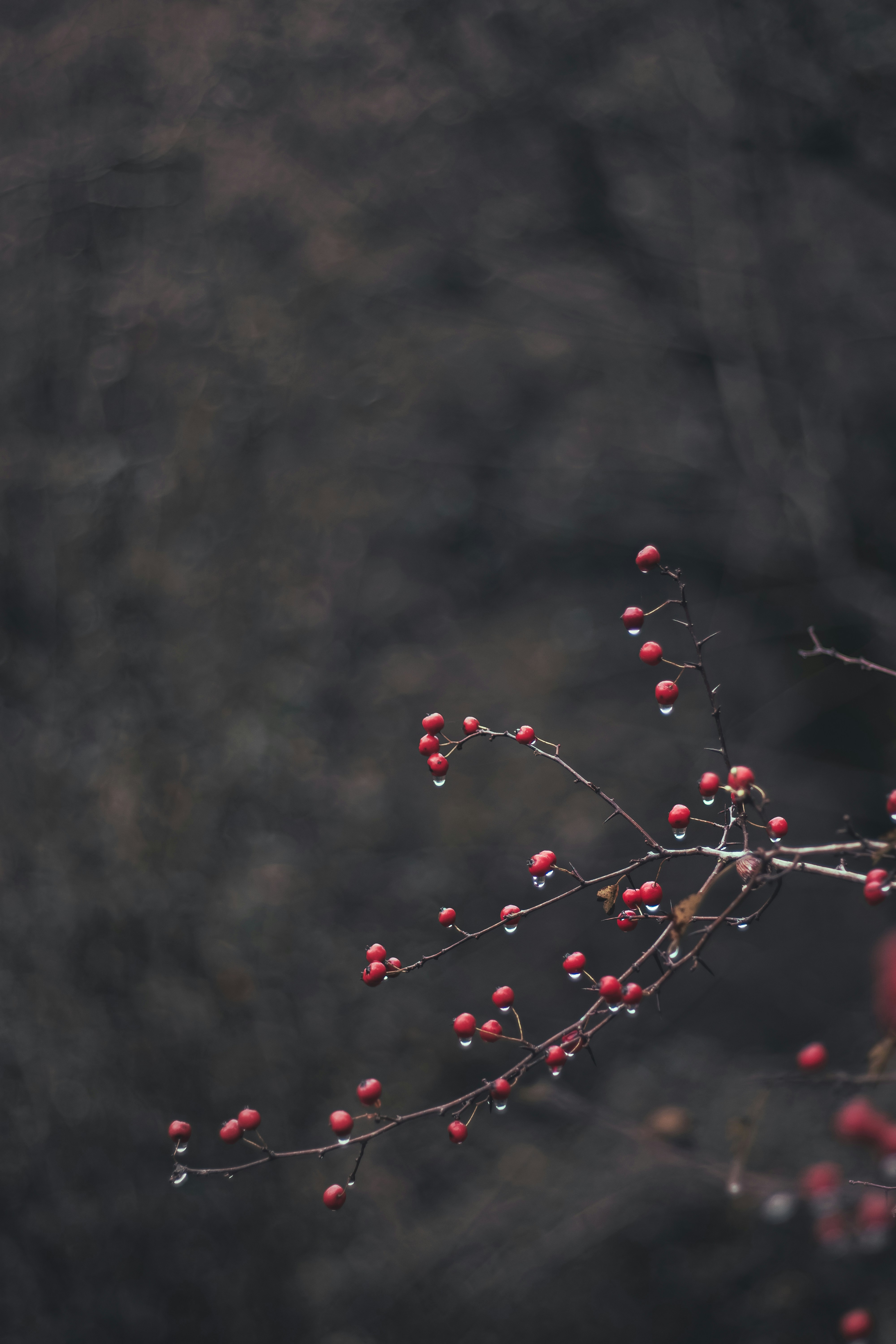 Photo by mahdibafande