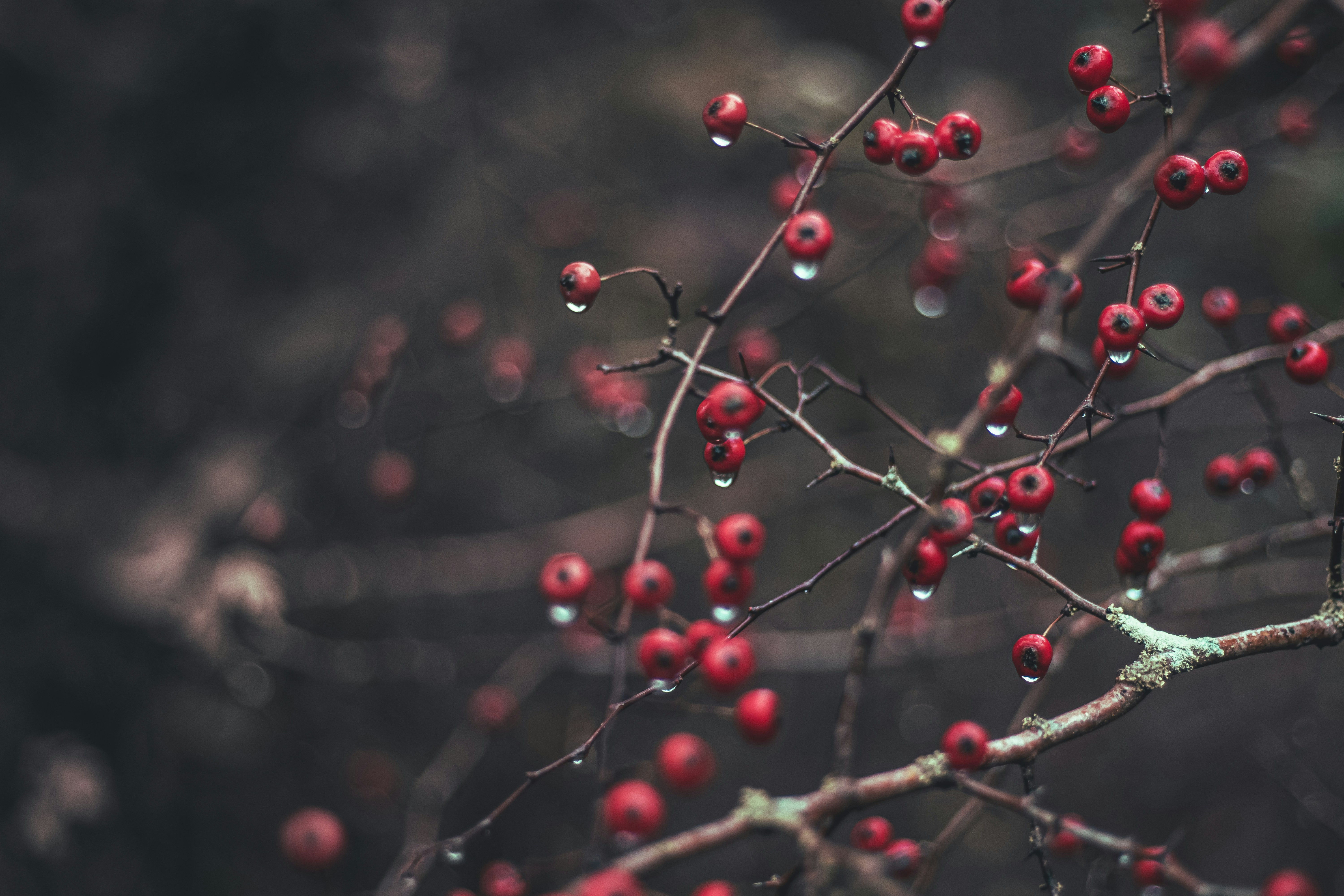 Photo by mahdibafande