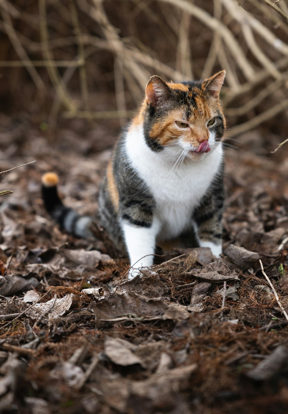 a cat sitting on the ground in the woods