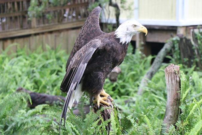 An eagle with a white head and brown body is perched on a tree stump surrounded by green ferns. The eagle has a sharp, curved yellow beak and piercing eyes, standing confidently amidst a lush garden setting.