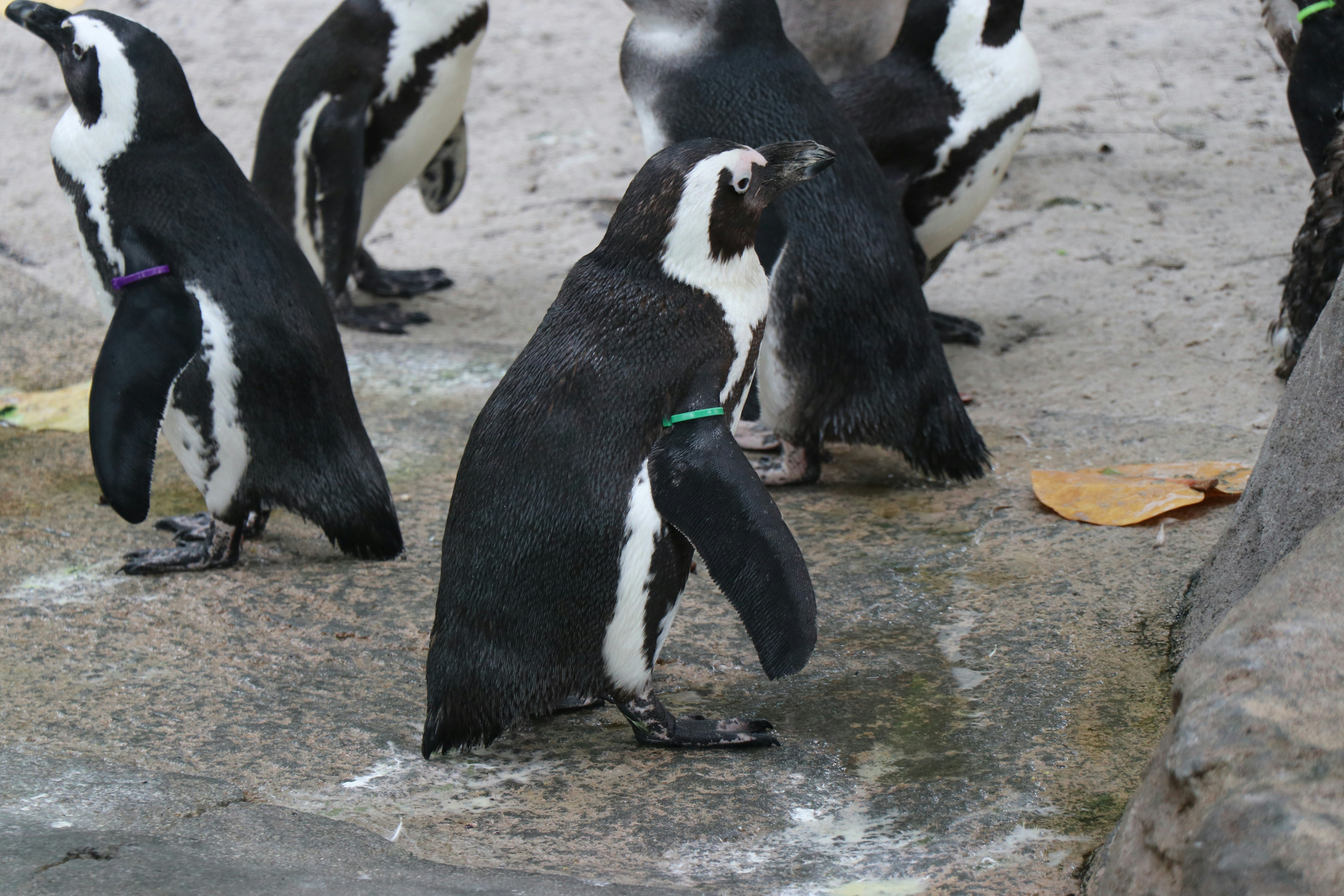 Central Park Zoo: Spring Season