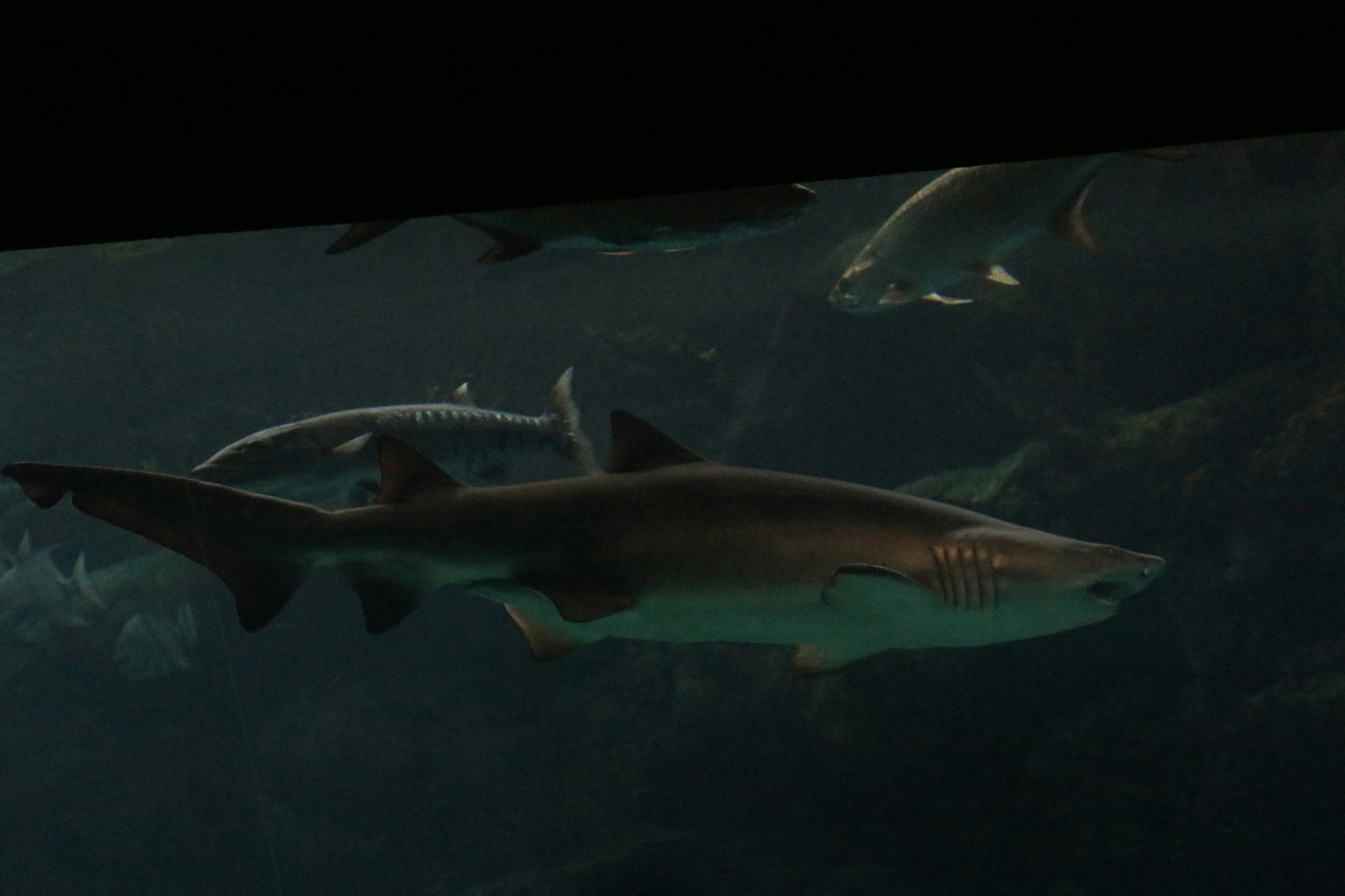a group of sharks swimming in an aquarium