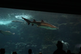 A large shark swims gracefully in a dark, blue-lit aquarium tank. Surrounding the shark, various fish and a ray are visible against the backdrop of rocks and water bubbles. Silhouettes of people watch the aquatic scene from below, adding a sense of immersion in the underwater world.