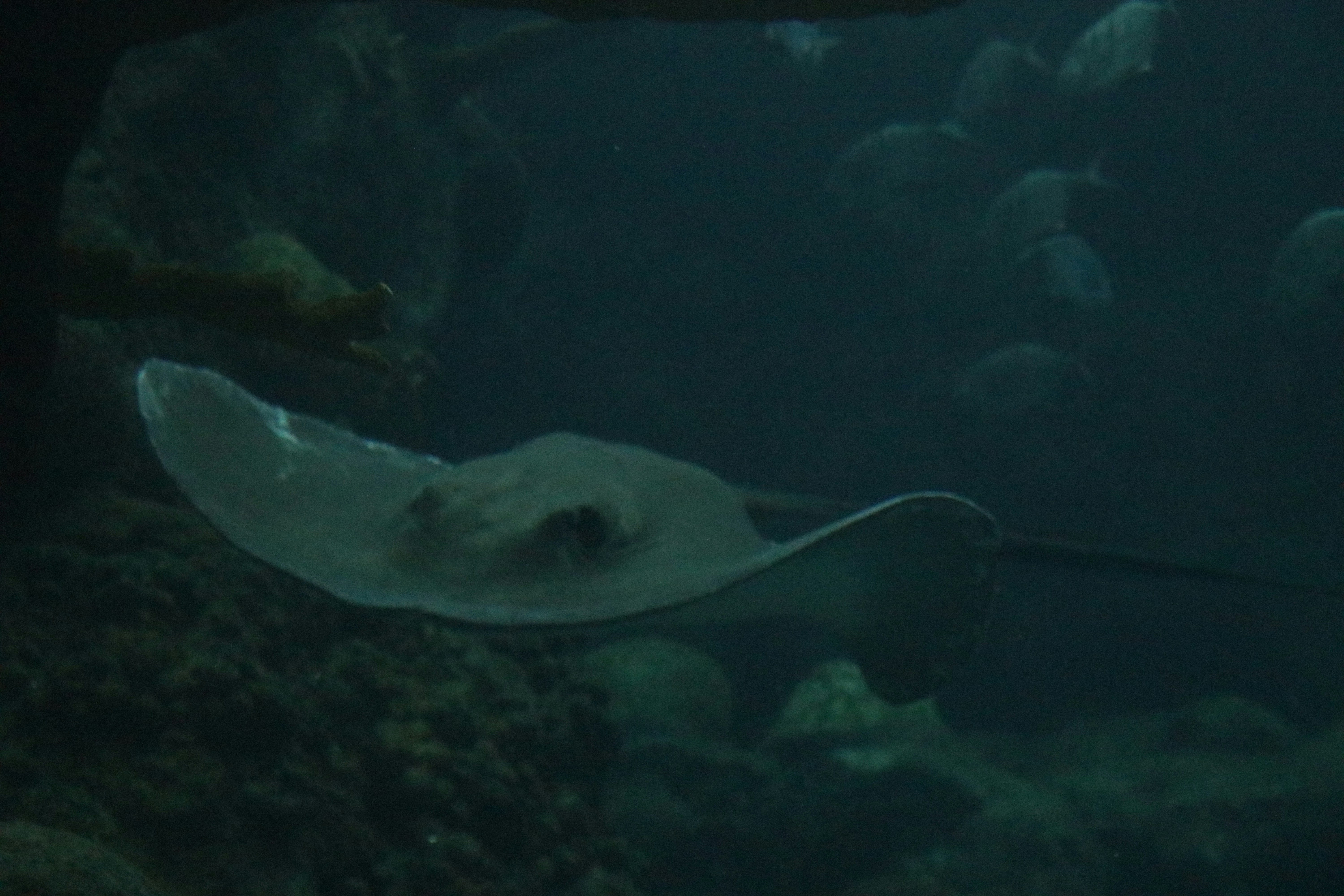 a manta ray swimming in an aquarium