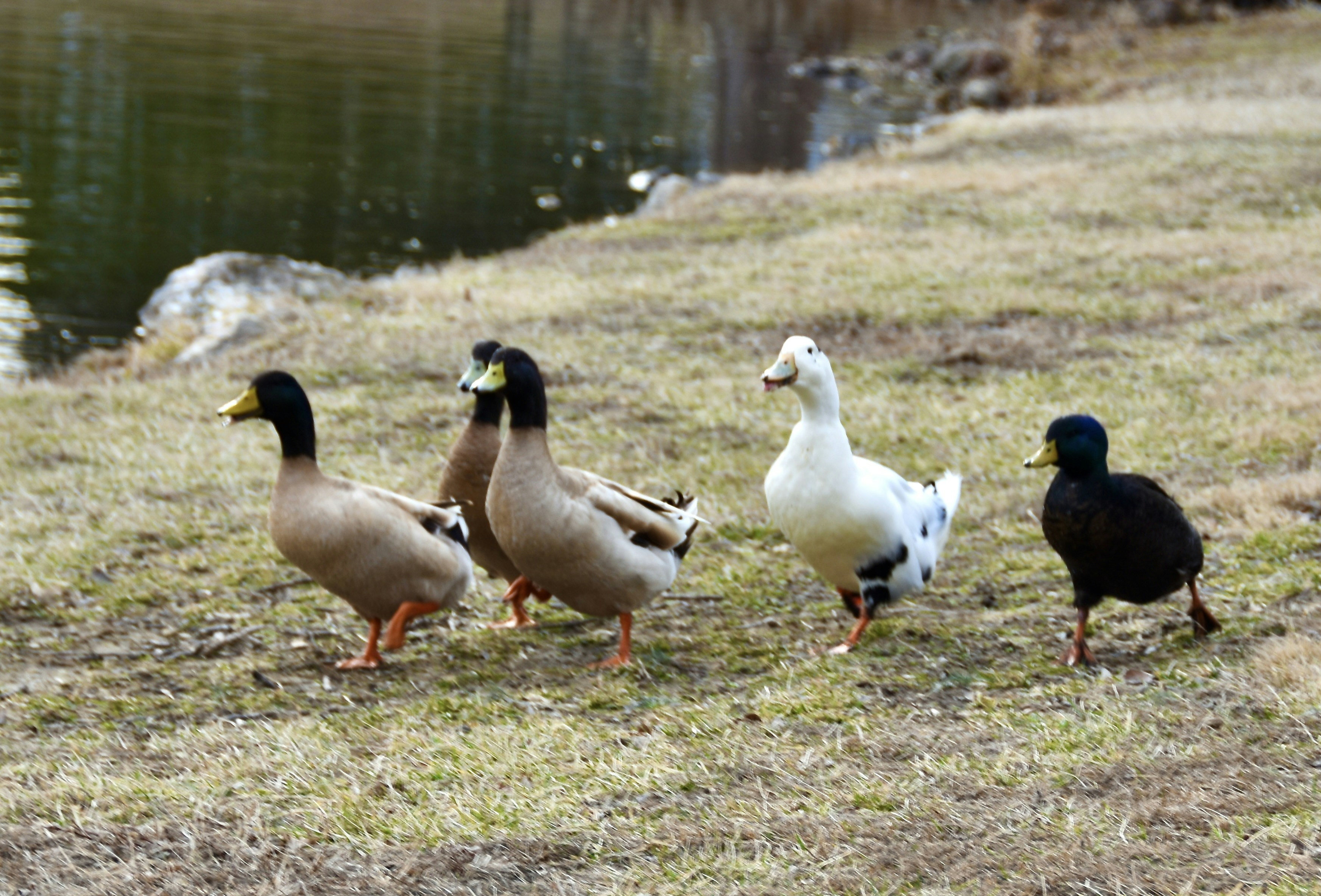 a group of ducks walking across a grass covered field