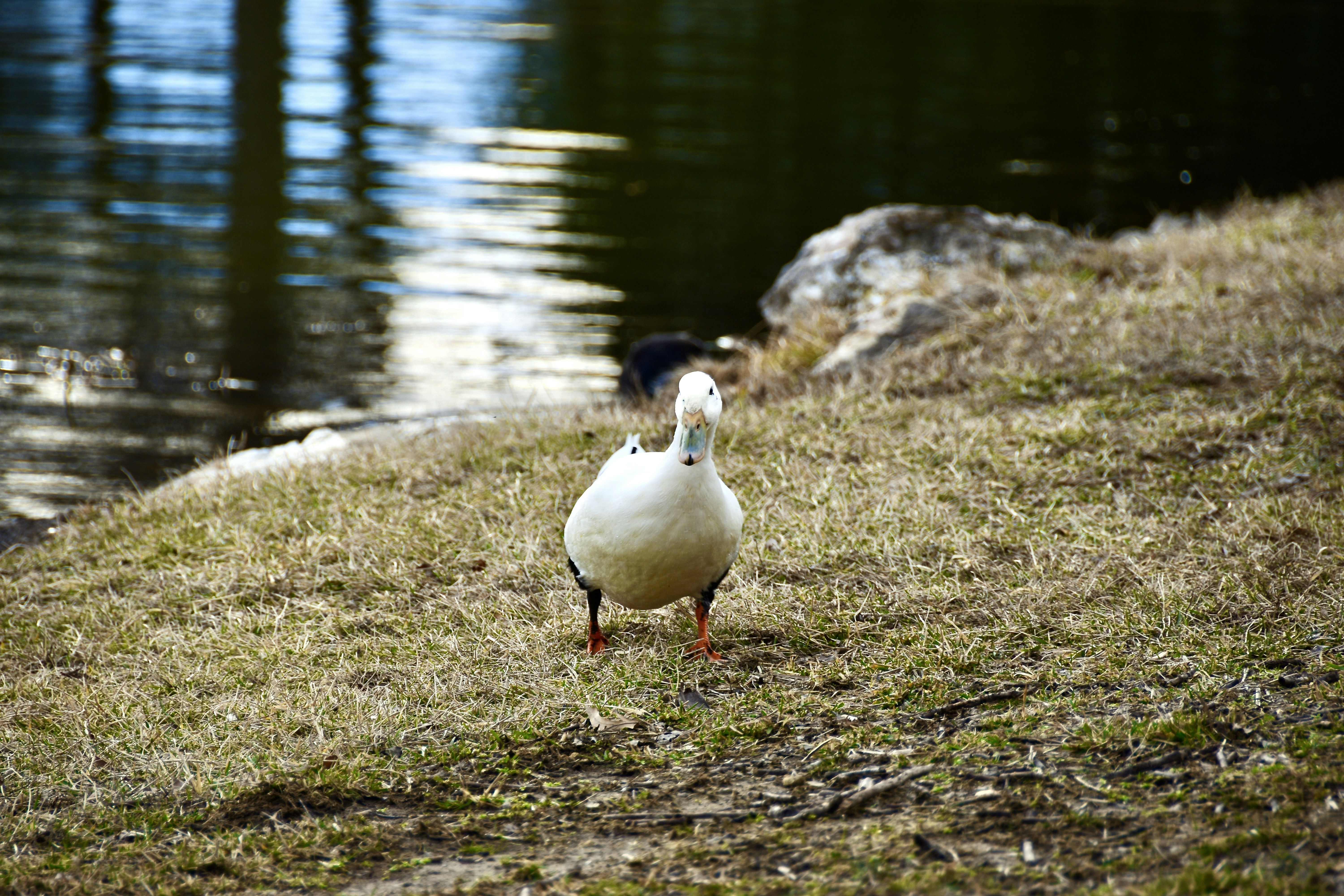 beberapa bebek berdiri di samping badan air