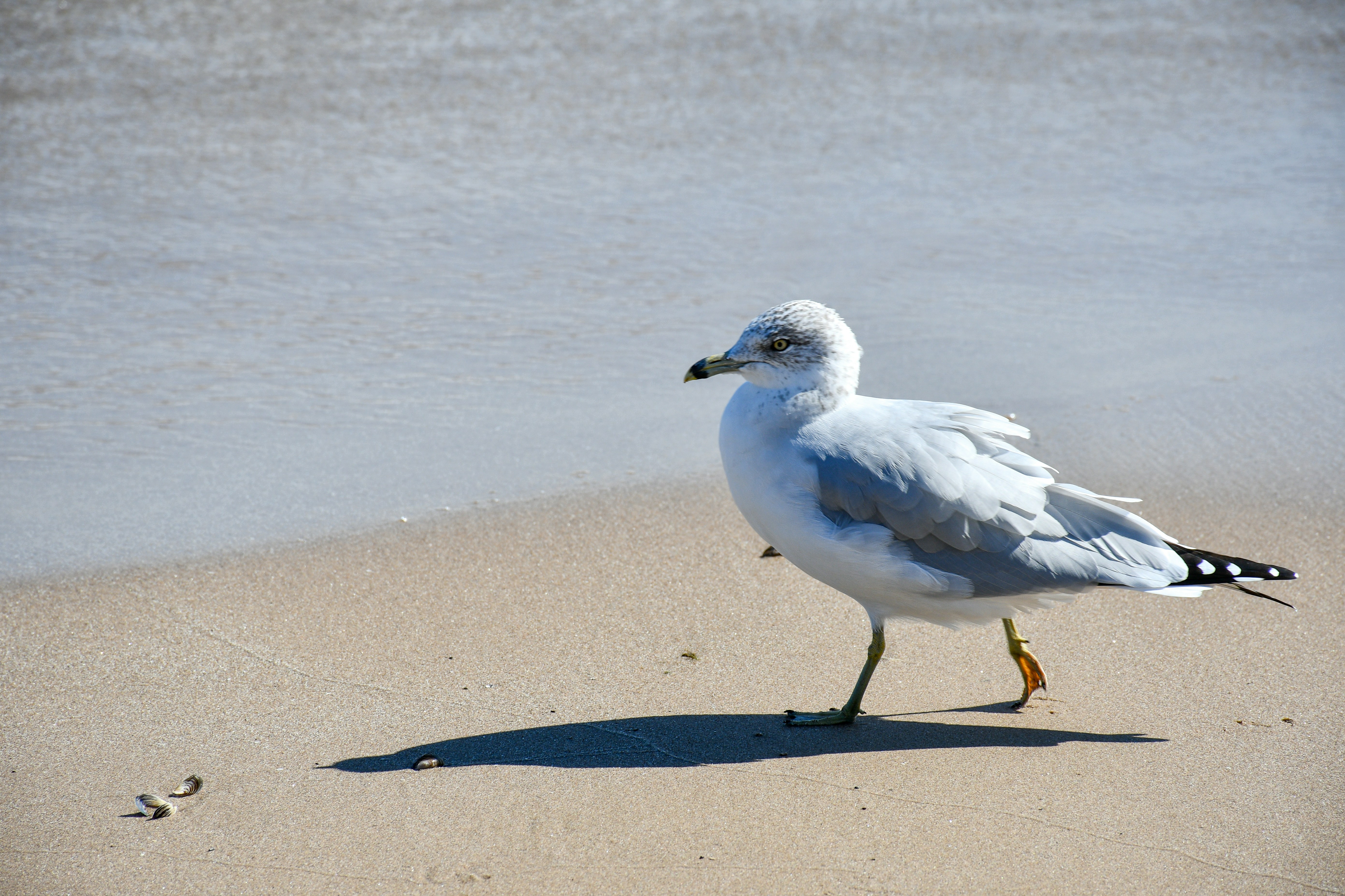 Photo by clovegrove7