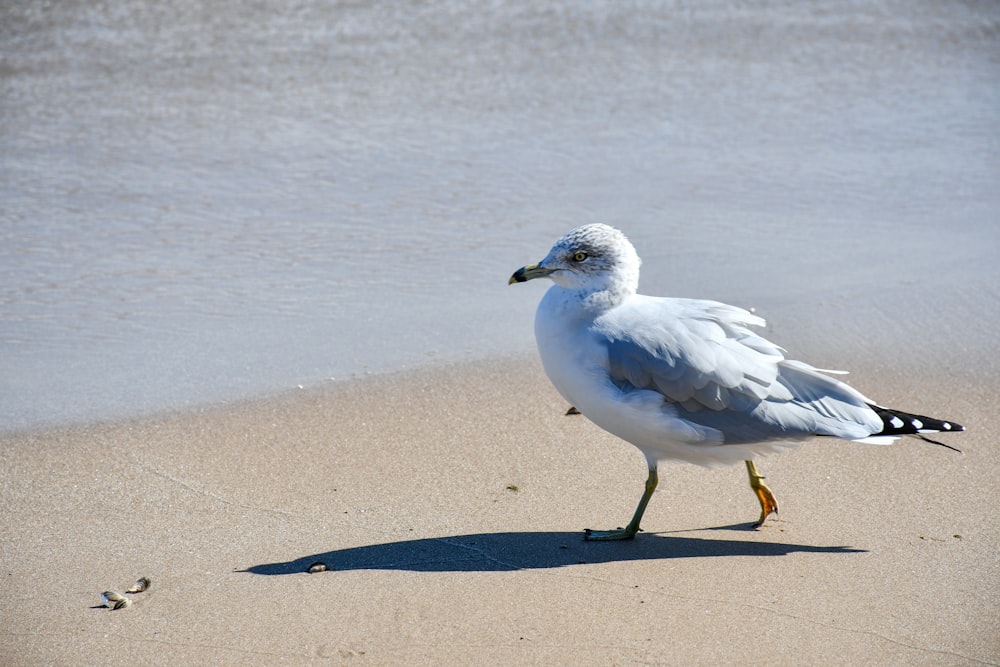 a seagull walking on the beach near the water