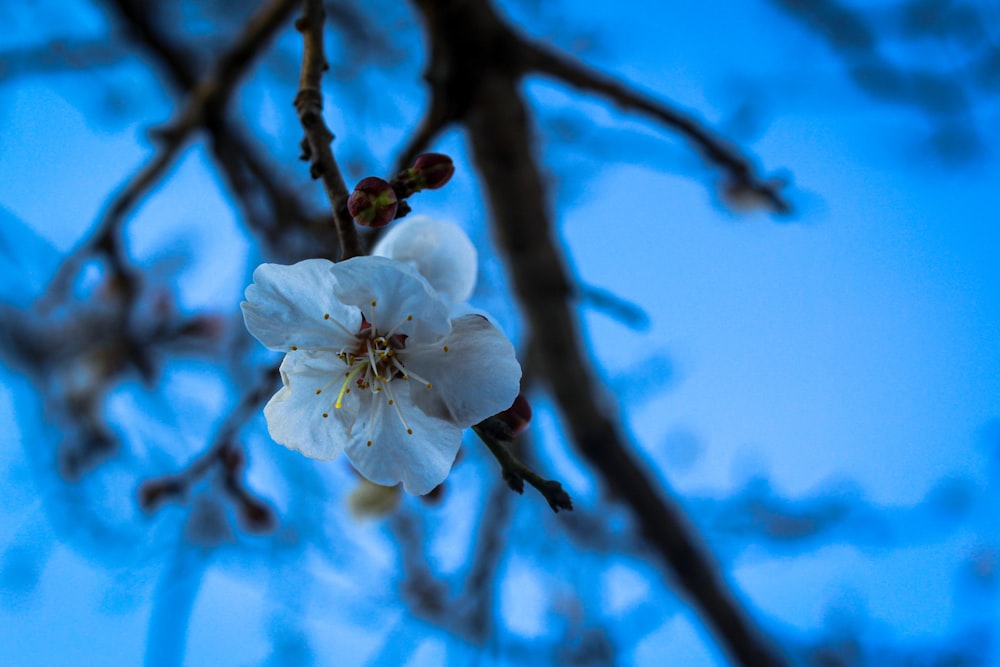 a white flower on a tree branch with a blue sky in the background