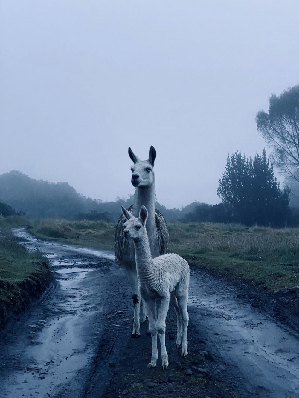 a couple of llamas standing on a wet road