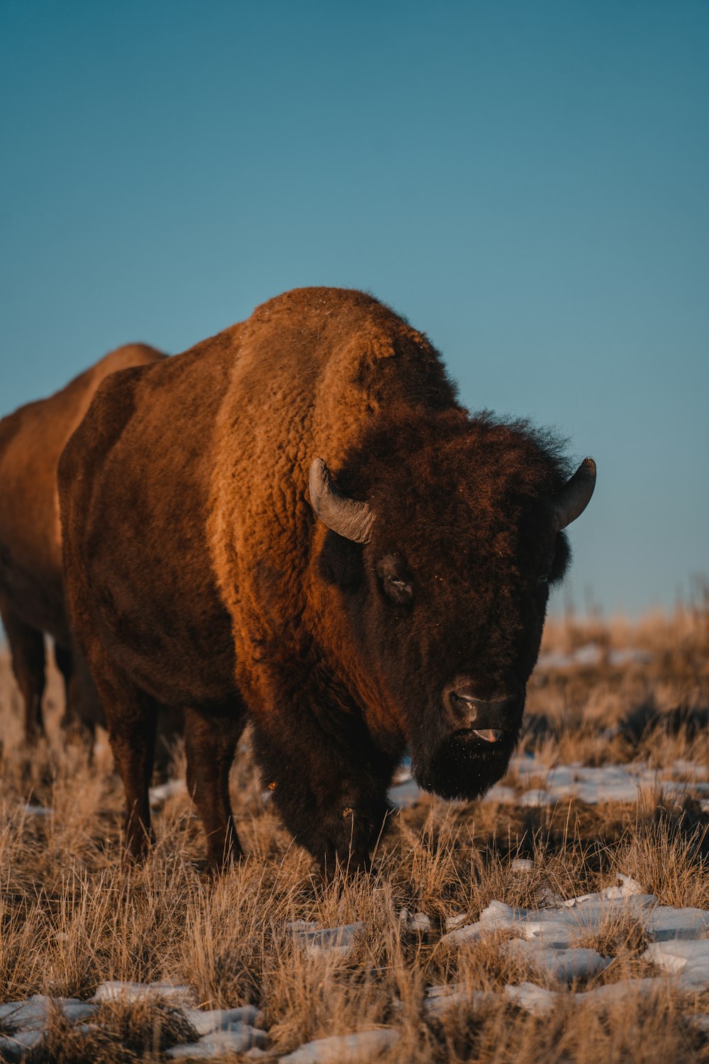 Un bison se tient debout dans un champ enneigé