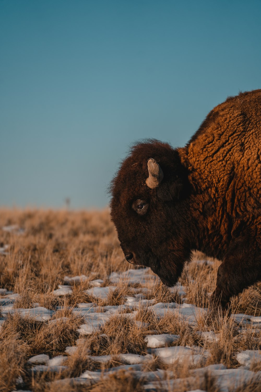 a bison is standing in a snowy field