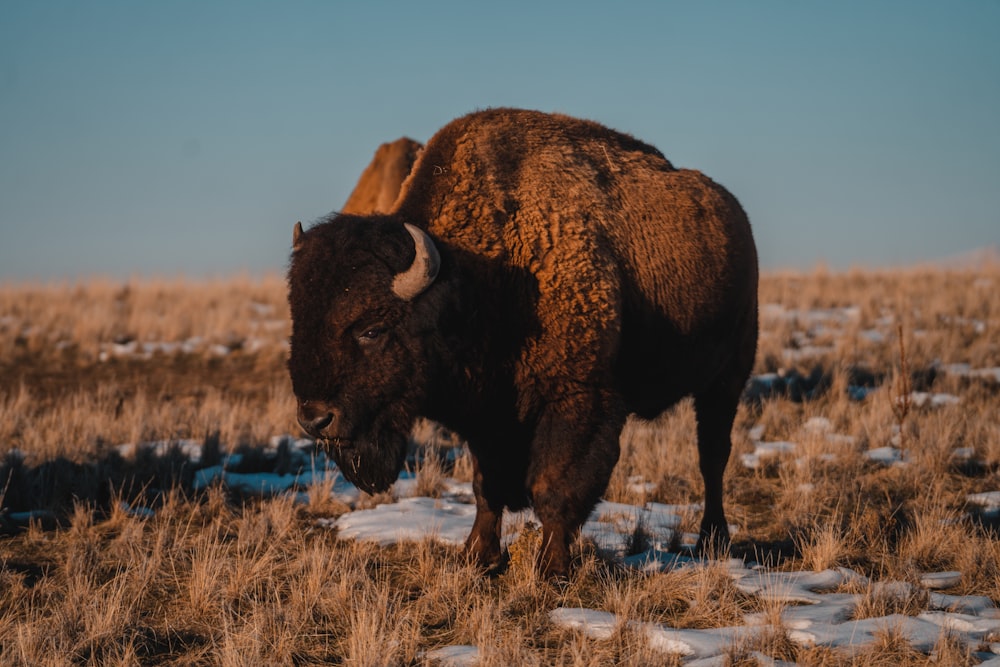 a bison standing in a field with snow on the ground