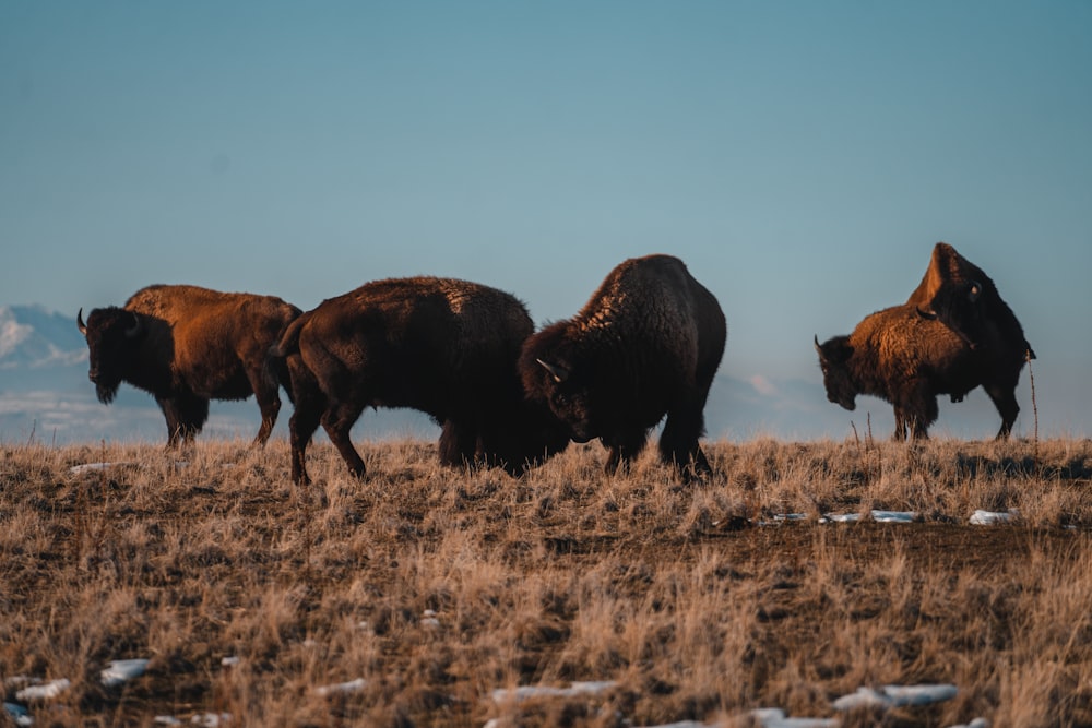 a herd of bison walking across a dry grass covered field
