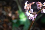 Close-up of delicate pink tropical flowers with soft sunlight filtering through.
