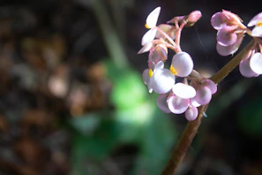 Close-up of delicate pink tropical flowers with soft sunlight filtering through.