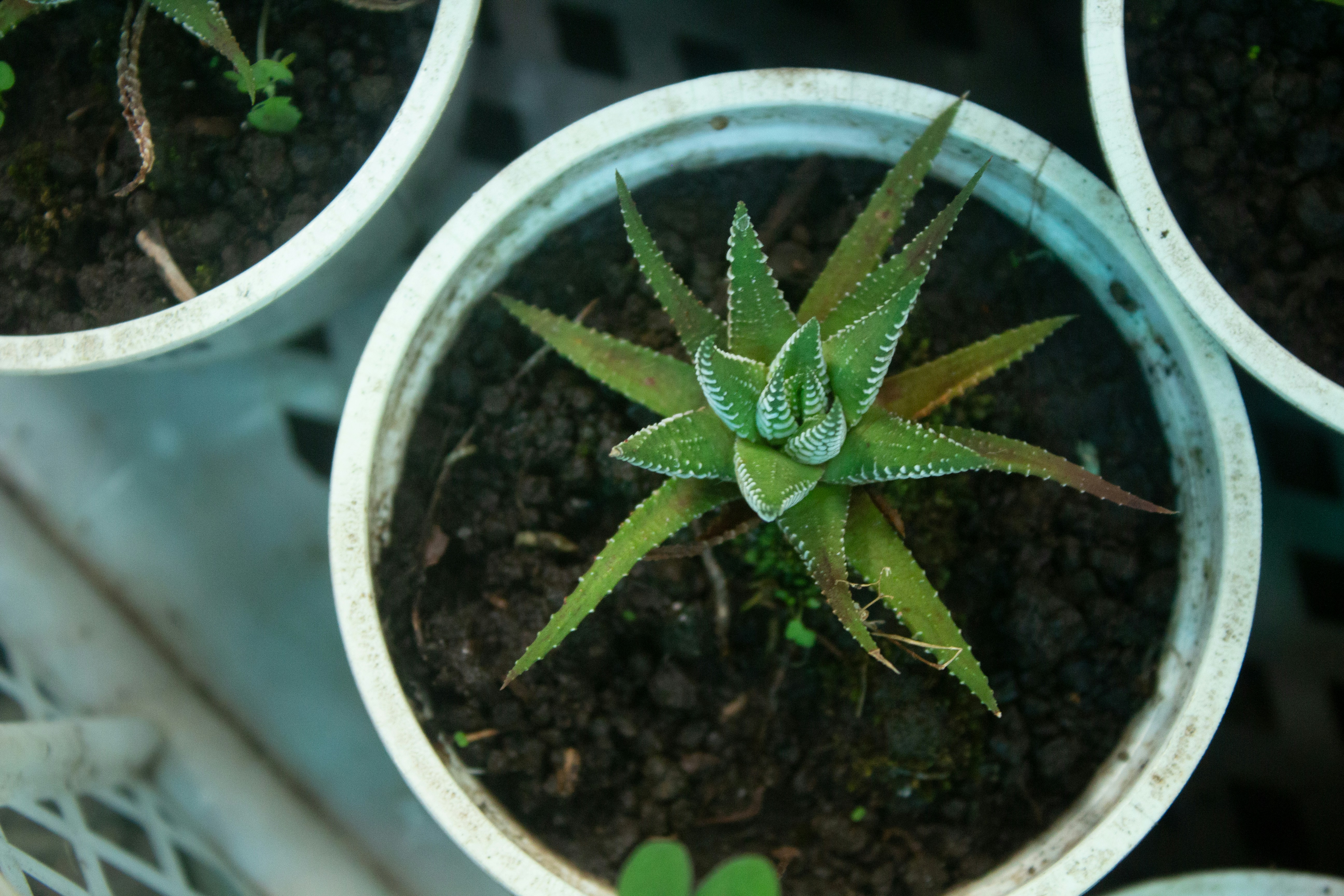 Crafting the Perfect Indoor Environment for THCa Rich Hybrid Sativa Plants