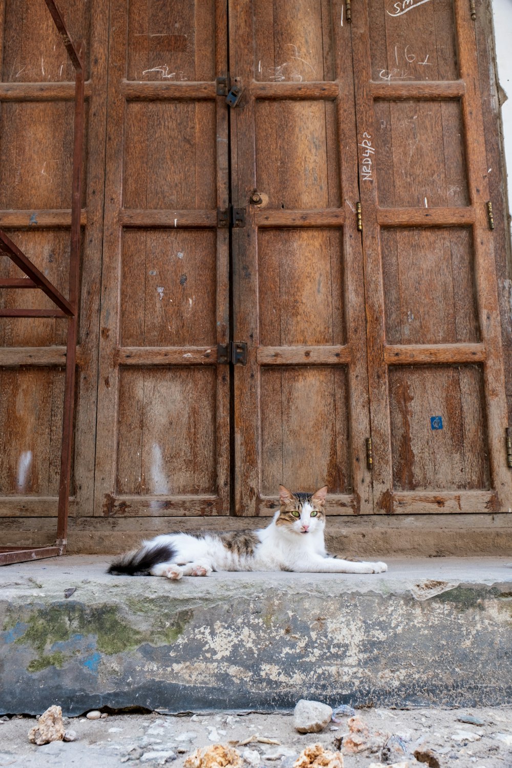 a cat laying on the ground in front of a wooden door