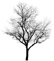 A silhouette of a leafless tree with a thick trunk and numerous barren branches extending in various directions against a stark white background. The intricate network of branches gives a complex and detailed appearance.