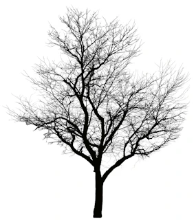 A silhouette of a leafless tree with a thick trunk and numerous barren branches extending in various directions against a stark white background. The intricate network of branches gives a complex and detailed appearance.